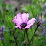 soft-focus-effect
