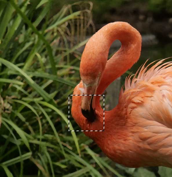 flamingo_01